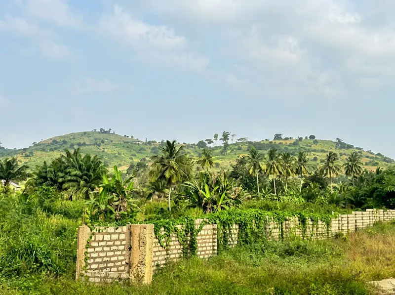Palm groves and walled plots